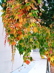 IMG_20181021_055303