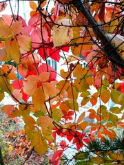IMG_20181016_130937