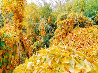 IMG_20181104_173900