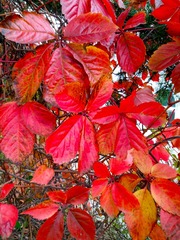 IMG_20181016_130851