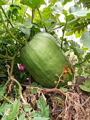 IMG_20181016_100910