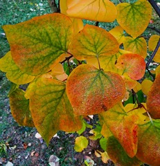 IMG_20181104_065839