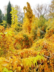 IMG_20181104_133444
