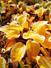 IMG_20181105_150910