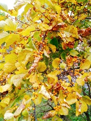 IMG_20181016_135228