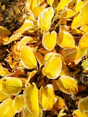 IMG_20181105_150215