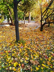 IMG_20181103_175642