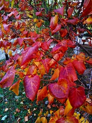IMG_20181104_072203