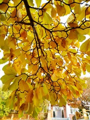 IMG_20181105_084355