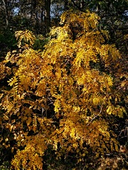 IMG_20181031_190055