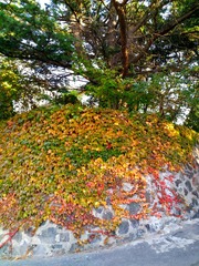 IMG_20181019_164511