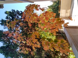 IMG_20181028_135022_HDR