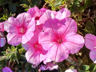 IMG_20181031_085524_HDR