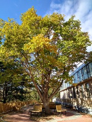IMG_20181029_090719_HDR