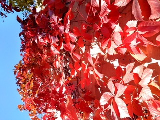 IMG_20181017_122443_HDR