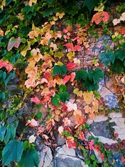 IMG_20181019_164300