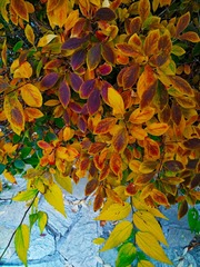 IMG_20181104_072219