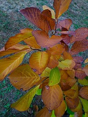 IMG_20181020_162640