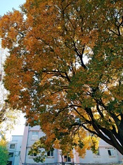 IMG_20181102_191818