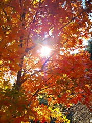 IMG_20181101_152747