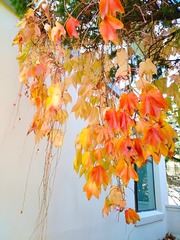 IMG_20181028_091352