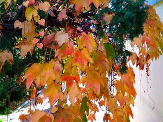 IMG_20181028_140450