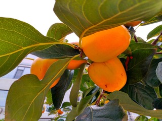 IMG_20181014_131406
