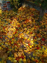 IMG_20181103_175745