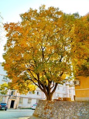 IMG_20181102_191957