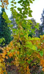 IMG_20181103_205818