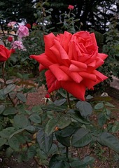 IMG_20181016_134812