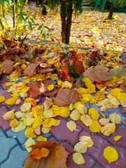 IMG_20181103_175852