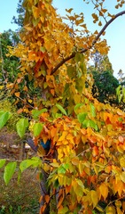 IMG_20181103_205842