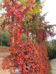 IMG_20181025_163812