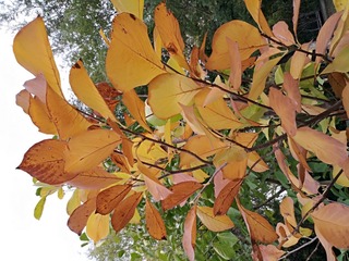 IMG_20181020_153753