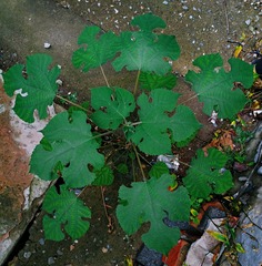 IMG_20181016_103233