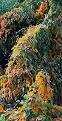 IMG_20181103_205937