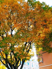 IMG_20181102_191909