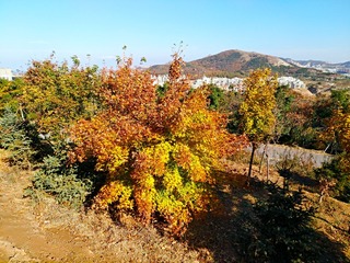 IMG_20181101_152703