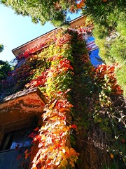 IMG_20181028_105302