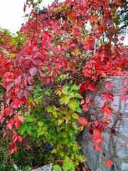 IMG_20181016_135423