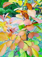 IMG_20181020_162712
