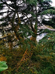 IMG_20181105_070442
