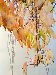 IMG_20181028_091546