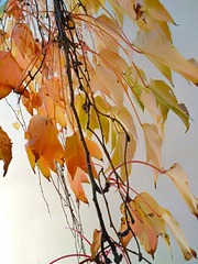 IMG_20181028_091418