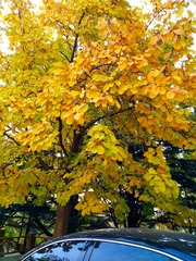 IMG_20181105_084433