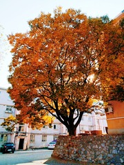 IMG_20181102_191936