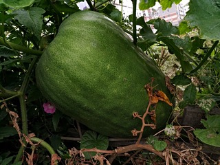 IMG_20181016_100940