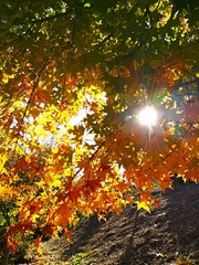 IMG_20181031_110437