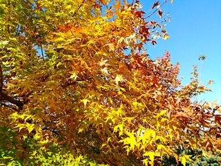 IMG_20181101_152826